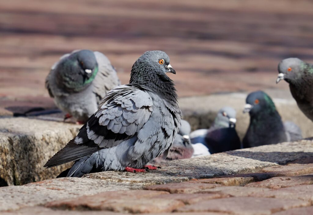 Vogelwering